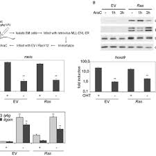 A Flow Chart Of The Generation Of Mll Enl Er Cells Infected