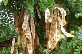 Image result for Albizia adianthifolia × gummifera