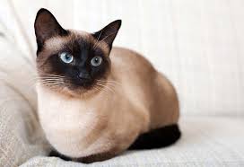 Learn more about seal point siamese cats, their special nature and characteristics. 7 Best Cat Breeds In India