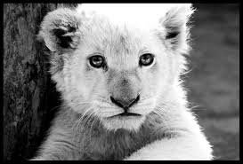 Support us by sharing the content, upvoting wallpapers on the page or sending your own. White Lion Cub By Tonallytormented On Deviantart