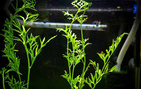 Image result for Ceratopteris thalictroides