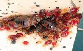 Maybe you would like to learn more about one of these? Prevenir Et Se Proteger Des Morsures De Punaises De Lit Bedbugs