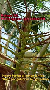 Gambaran hasil kelapa muda dalam 1 tandan. Nur Hafizah Sharudin S Blog Kenapa Tidak Boleh Tanam Benih Kelapa F2 Matag