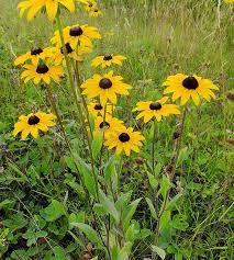 Image result for Rudbeckia hirta