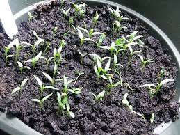 Thereof, how do you dig up barberry? How To Propagate Barberry By Cuttings And Layering At Home