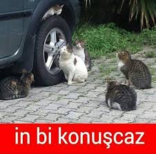 13327543 10209595037857246 5055500563304533931 N Jpg 960 945 Komik Kediler Komik Komik Hayvan