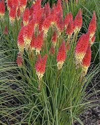 Image result for Kniphofia grantii