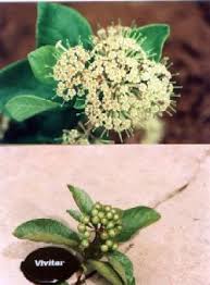 Image result for Crossopteryx