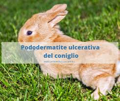 L'alimentazione ideale dei nostri conigli deve comprendere solo: Alimentazione Del Coniglio Nano La Guida Definitiva Infografiche Vet Fiocco Scalvi