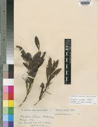 Image result for Strychnos pungens