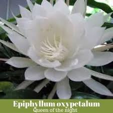 And a spineless cactus she is! 10 My Orchids Cacti Collection Ideas Orchid Cactus Orchids Plants