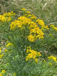 Image result for Jacobaea