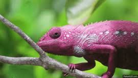 Buy chameleon 3d night light lizard projection led lamp baby nursery nightlight for kids' room home decor xmas birthday gifts with remote control 16 color changing: Chameleon Changing Color On Make A Gif