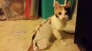 After your cat has been sterilized, whether they have been spayed or neutered, they are likely to feel a little strange. Post Spay Kitten In A Onesie Relearning How To Walk Poor Babby Youtube