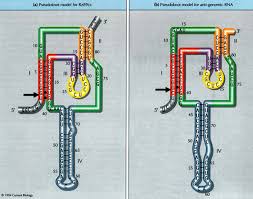 Differential effect of chronic hepatitis d virus infection on intrahepatic hepatitis b viral antigen express. A Three Dimensional Model Of Hepatitis Delta Virus Ribozyme Based On Biochemical And Mutational Analyses Current Biology