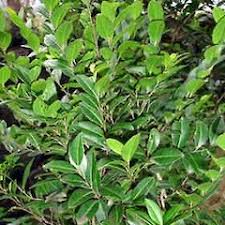 Image result for Drypetes