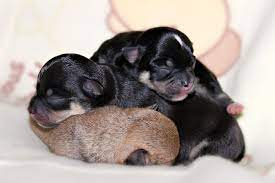 kak prinyat rody u sobaki v domashnih usloviyah blog vetkliniki belanta