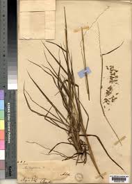 Image result for Anthephora pubescens