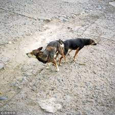交配時不能硬分開！狗狗特殊生殖構造公犬「鎖緊」拔出會受傷| ETtoday寵物雲| ETtoday新聞雲
