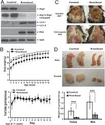 adipose specific deletion of autophagy related gene 7 atg7