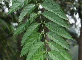 Image result for Psydrax fragrantissima