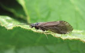 Image result for Centema subfusca