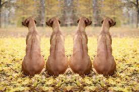 Image result for rhodéský ridgeback