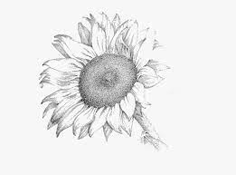 Check spelling or type a new query. Pencil Sketch Of Sunflower Png Download Realistic Sunflower Pencil Drawing Transparent Png Kindpng