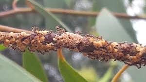 Scale insects feed on a wide variety of plants, though particular species commonly are specific to particular host plants or plant groups. Ants Farming Scale Insects Steemit