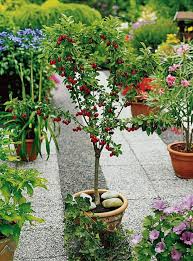 It is possible to overwinter fruit trees in many cool areas of the country. 15 Container Gardening Fruit With Incredible Flavor Easy To Grow