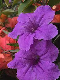Purple flowers in south texas. Purple Blooms In South Texas Garden Photograph By Ilianna Juarez