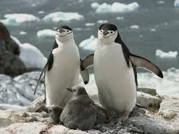 Hayvan Resimleri Slayt Ile Ilgili Gorsel Sonucu Hayvan Penguen Hayvanlar Alemi