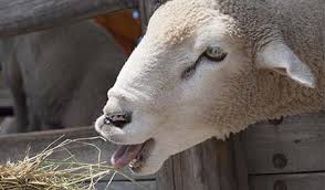 Sheep Feeding Guide The Smallholder Range Expert
