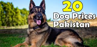 Top 20 Dog Prices in Pakistan (With Pictures) 2024 | Buy Dog 2024 ...