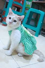 Pin De Gulun Kokusu Em Z96 Em 2020 Roupas Para Gatos Vestidos Para Caes Gatos Legais