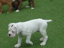 This page provides a listing of florida boxer breeders. Boxer Puppies For Sale Fernandina Beach Fl 234123