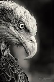 Big Black Bird With Black Beak Pin On Penwork