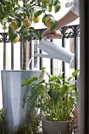 Bittergurka Giesskanne Weiss Ikea Deutschland Spring Ikea Citrus Plant Planting Flowers