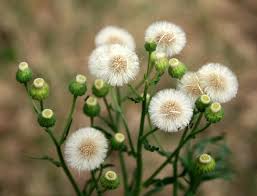 Image result for Erigeron sumatrensis