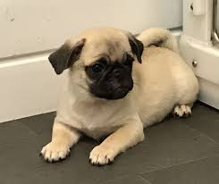 Have you been thinking about adopting, buying or fostering pug puppies? Pug Puppies For Sale Queen City Drive Charlotte Nc 234059