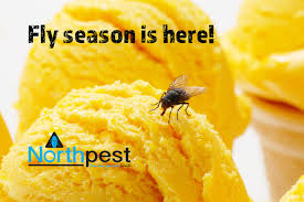 And, don't do just do it once in a while. How To Get Rid Of Flies In Northland Yes It S Fly Season Again Northpest Pest Control Specialists Whangarei Northland