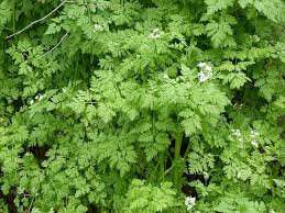 Anthriscus Cerefolium, Plain Chervil, 2.5g approx 1000 seeds, untreated :  Amazon.co.uk: Garden