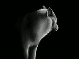 On desktop right click the animation and select save. Loup Wolf Lobo Gif On Gifer By Adorameena