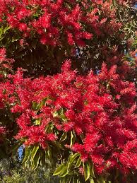 Image result for Triplaris americana