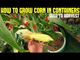 The germination and emergence process is driven by temperature. How To Grow Corn In Containers With Full Updates Youtube