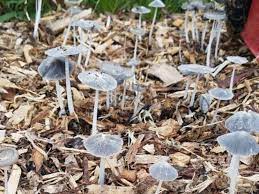 How to get mushrooms to grow in your garden. Why Are Mushrooms Growing In My Garden