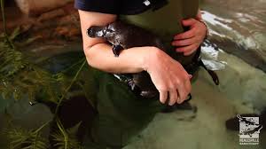 The platypus is one of the most unusual creatures in the animal kingdom. Wade With A Platypus Youtube