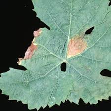 Image result for Pseudopeziza tracheiphila