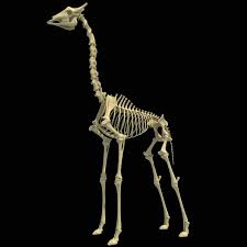 This is the long central shaft epiphysis: Giraffe Skeleton 3d Model