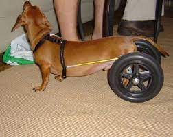 Paralyzed dog s homemade wheelchair from store; Dachshund Wheelchair Diy Dog Wheelchair Dog Wheelchair Wheelchair